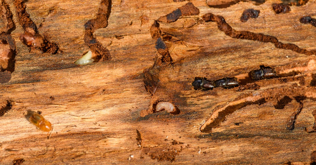 Termite Treatment Cost Calculator | Residential Band (USD)