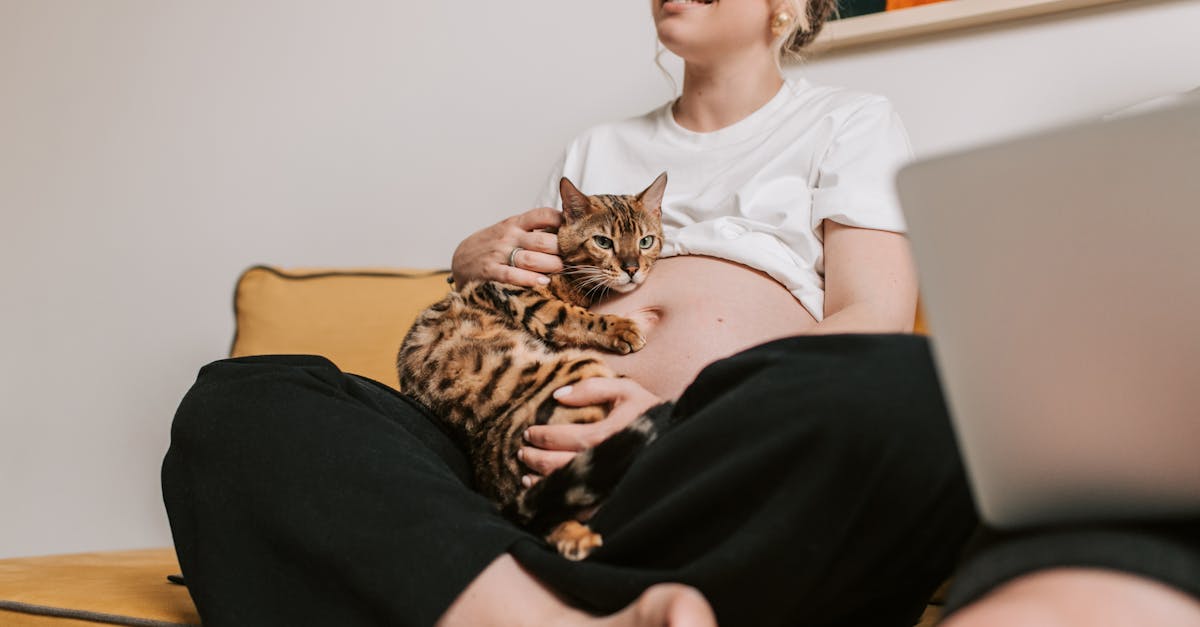 Cat Pregnancy Calculator | Due Window, Days & Trimester Bands