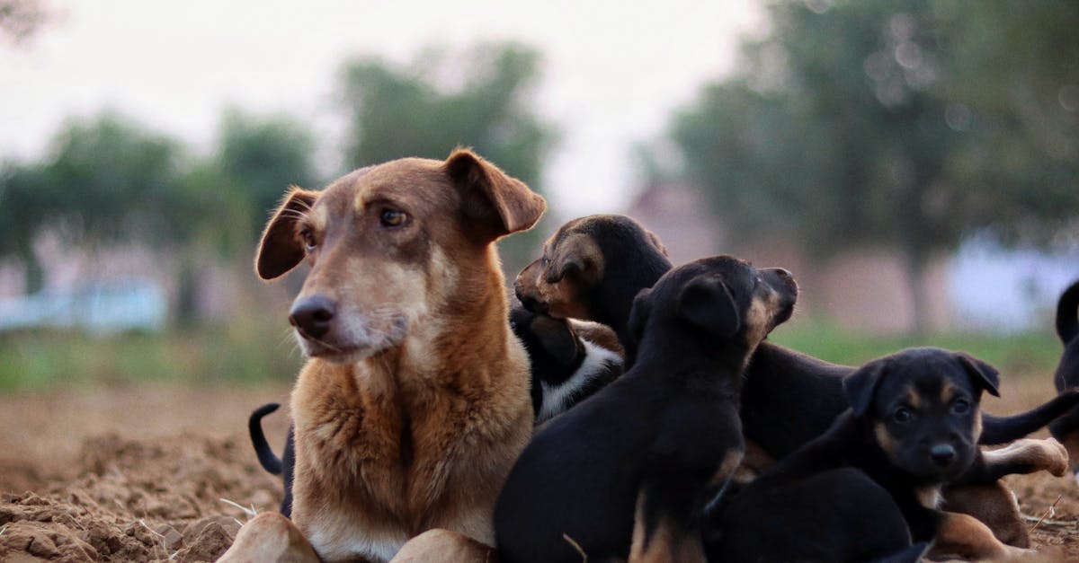 Dog Pregnancy Calculator | Due Window, Days & Trimester Bands