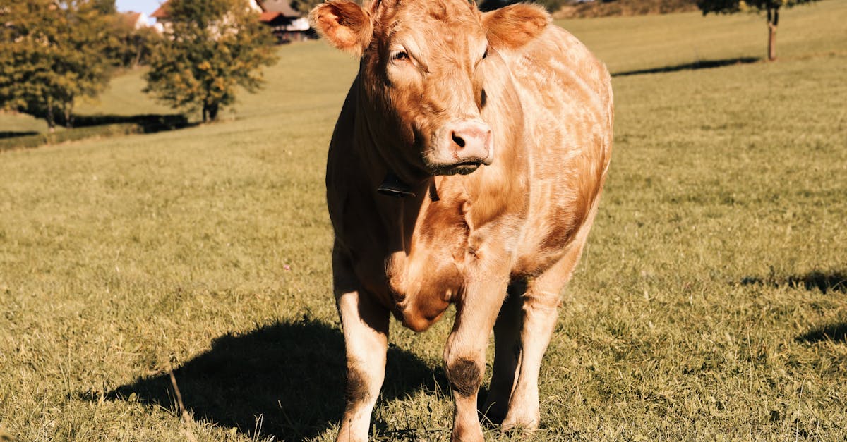 Cow Pregnancy Calculator | Calving Window & Gestation Days