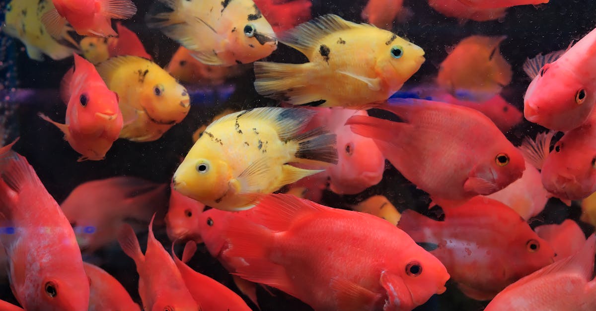 Aquarium Fish Stocking Calculator | Gallons, Adult Inches & Bioload Tiers