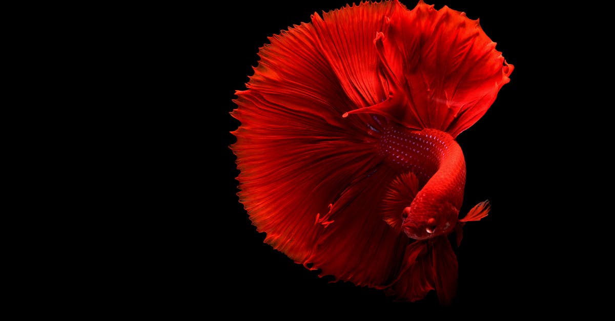 Betta tank stocking calculator long-tail (2026) | CalculaFast