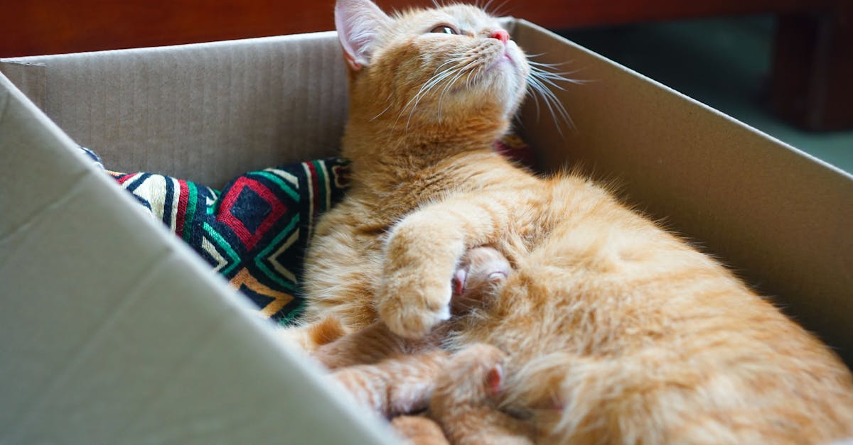 Cat pregnancy weeks calculator long-tail (2026) | CalculaFast