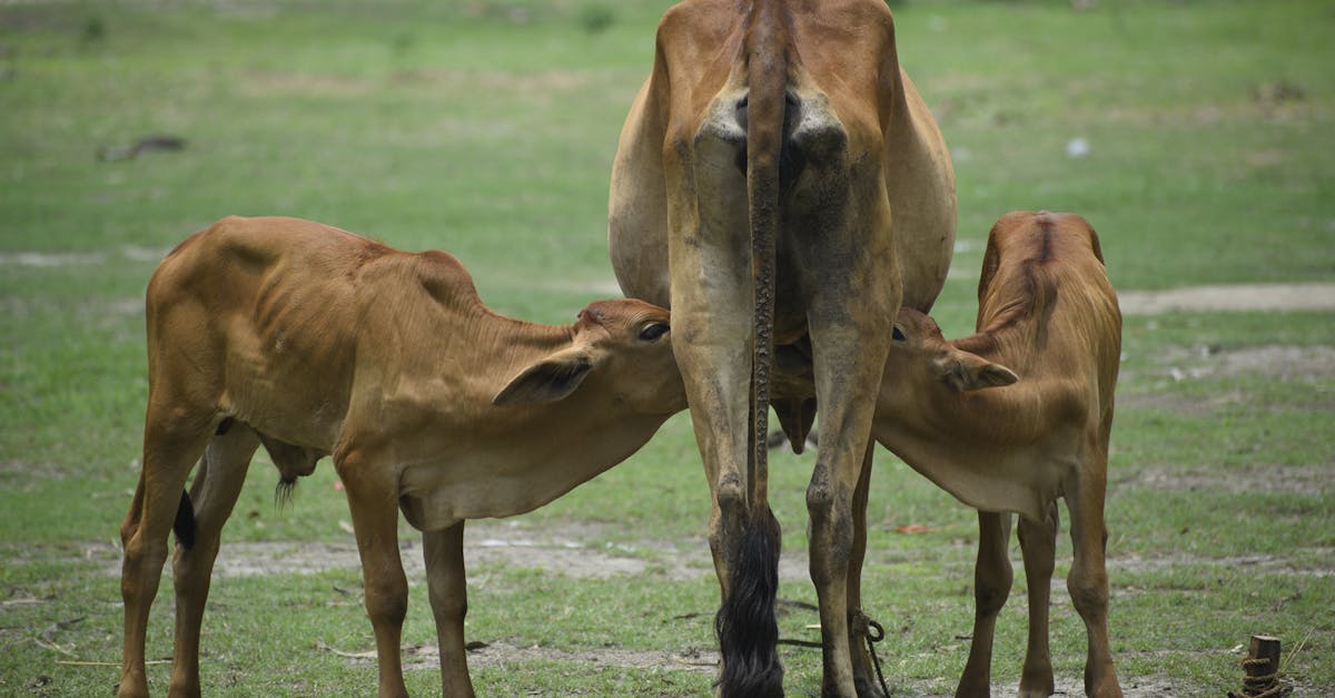 Cow pregnancy calculator & calving date planning (2026) | small farm | CalculaSite