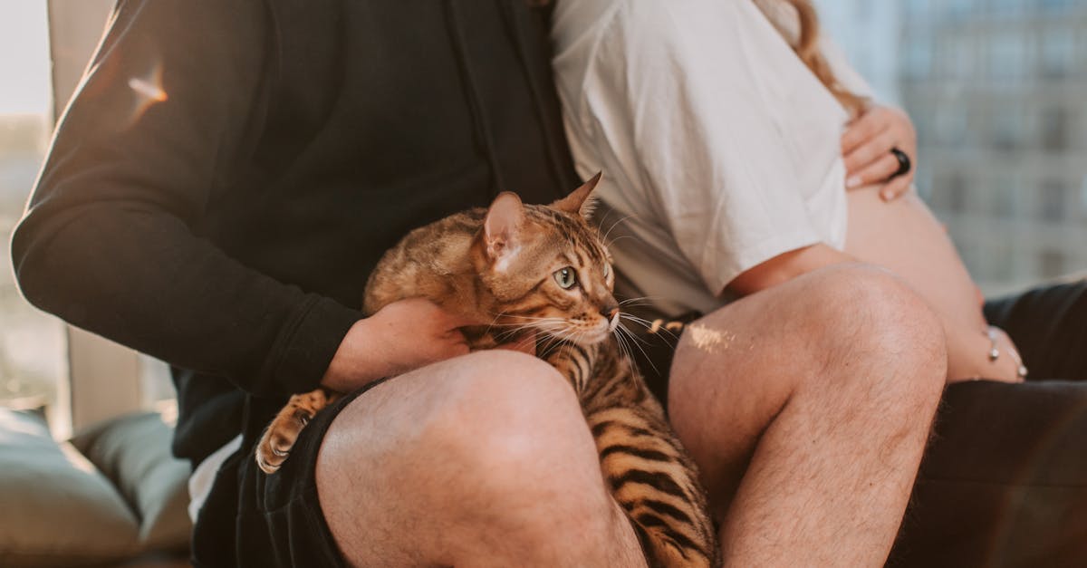 Dog & cat pregnancy calculator guide (2026 due dates) | CalculaSite